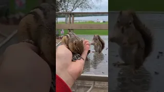 Chipmunks Vs Red Squirrel