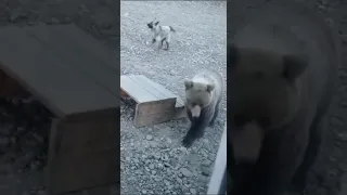 Heart stopping moment where a hungry  bear 🐻 attacks puppies