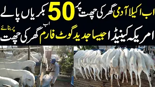 European Standard Modern goat Farming On roof top in Pakistan  Fully Automatic Goat Farm Shed Design