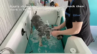 Dog bathing - with a professional groomer