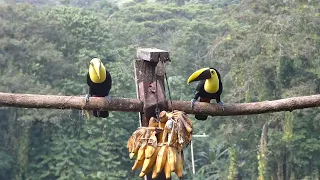 Yellow-throated Toucans Calling in Costa Rica