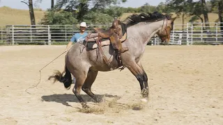 Is This Bronc Rideable?