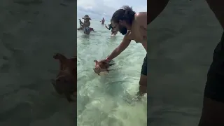 Swimming with the pigs in Bahamas 😝