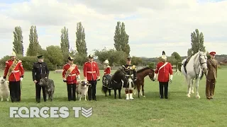 Military Mascots Muster: The Ultimate Animal Gathering | Forces TV