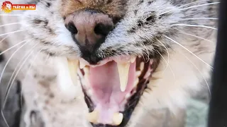 Ну ОЧЕНЬ ЗЛАЯ рысь Марыся! Тайган. VERY angry lynx Marysya! Taigan.