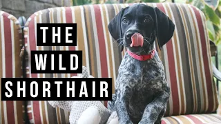 Trail Dog Turned Van Lifer | Origin Story Of @TheWildShorthair