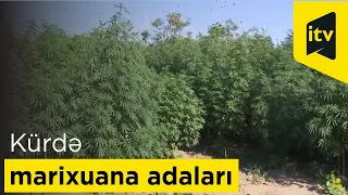 Kürdə marixuana adaları aşkarlanıb...