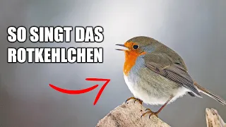 Rotkehlchen - Vogelstimmen lernen