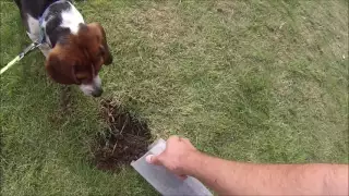 How to stop dogs digging up the garden