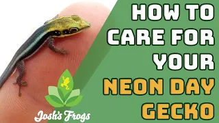 Neon Day Gecko Species Spotlight & Enclosure Build | Josh's Frogs
