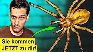 Diese Spinnen kommen JETZT im Herbst in dein Haus!