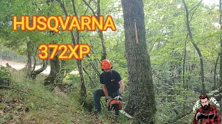 Cutting down oak tree with wedge & husqvarna 372xp _ AXEHOLE LOGGER