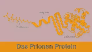 Prionen Proteine - Löcher im Gehirn und vieles mehr... „Fast Forward Science 2017“