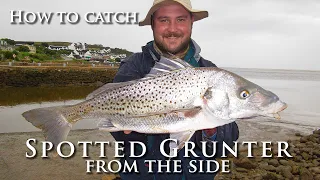 How to Catch Spotted Grunter from the side - Conventional Fishing Tips and Techniques