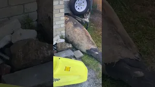 Neil the Seal Spotted Trying to Break Into Garage