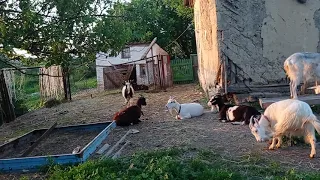 загородь-кормушка для коз.Жизнь в деревне ☀️☀️☀️