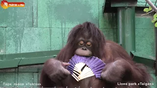 И сидит такая Дана, в Дольче Габбана 😎 Орангутан. Тайган. Архив. Orangutan life in Taigan.