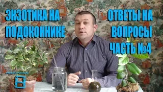 ЭКЗОТИКА НА ПОДОКОННИКЕ. №4 ОТВЕТЫ НА ВОПРОСЫ. ПРЯМЫЕ ТРАНСЛЯЦИИ