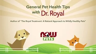 General Pet Health Tips with Dr. Royal | NOW Pets