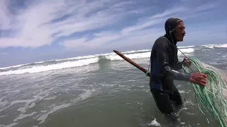 Mullet Fishing West Coast Northland NZ