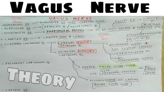 Vagus Nerve | Part 1 | Superior Laryngeal Nerve, Arnold's Nerve | The Charsi of Medical Literature