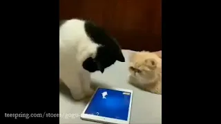 CATS gone CRAZY & Funny Cat Videos Compilation 2020 & Try Not To Laugh & Cat Fails Videos 2020