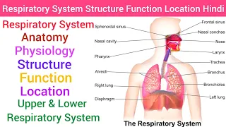 Respiratory System : Anatomy & Physiology,Structure,Function Hindi, Upper & Lower Respiratory System