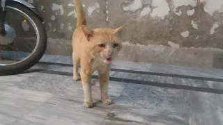 Street cat come house and fighting onwer cat