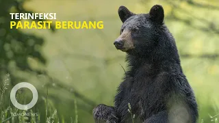 Makan Daging Beruang,  6 Orang Terinfeksi Parasit