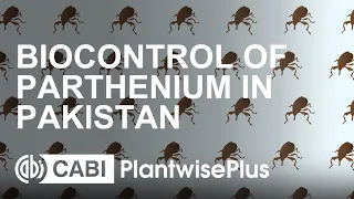 Biological control of parthenium in Pakistan