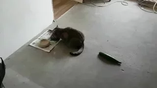 кот и огурец / Russian cats are not afraid of cucumbers