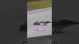 😂 Умная ворона спасла ёжика, переведя его через дорогу! | Новостничок