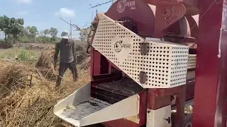 Sesame seeds harvesting in India #sesameseeds #harvest #india