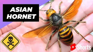 Asian Giant Hornet 🐝 One Of The Most Dangerous Insects In The World #shorts #asianhornet #insect