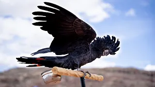 THE COOLEST PARROT YOU'LL EVER SEE | Flight Training Faye the Black Cockatoo