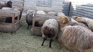 Гиссарские, Эдильбаевские овцы 27.01.24г.(рентабельность, как таковая).