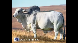 Brahman Bull STB 137 2020 Sale Preview