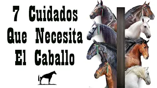 Antes De Comprar Un Caballo Ve Este Video (Cuidados Necesarios) 🐴-Del Cerro Soy