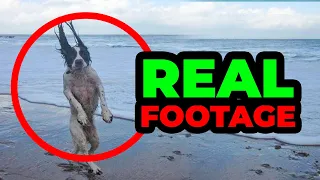 15 beach moments if not filmed no one would believe it