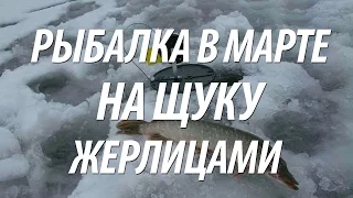 ЛОВЛЯ ЩУКИ РАННЕЙ ВЕСНОЙ НА ЖЕРЛИЦЫ. РЫБАЛКА НА ЩУКУ В МАРТЕ