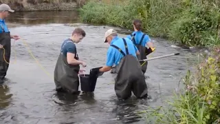 BU students involved in EU research looking at wild salmon