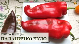 Перец ПАЛАНИЧКО ЧУДО * Сорта перца