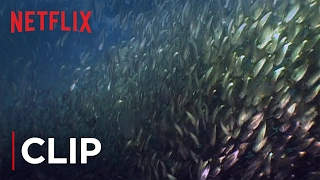 Mission Blue | Clip - Fish Oil Myth - Menhaden HD | Netflix