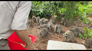 INSANE Raccoon Infestation!!!