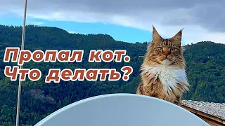 Пропал кот. Что делать? Какие нужны действия?