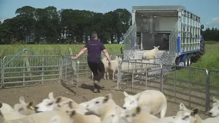 Stewart Livestock Container with sheep decks and hydraulic ramp