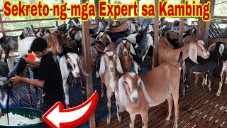 Paano Mapataba ang mga Kambing kahit walang kinakain na Damo?