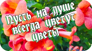 Пожелания для друзей... 🌸Пусть на душе у вас всегда цветут цветы🌸Good morning🌸