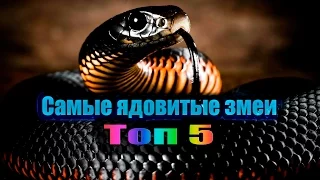 САМЫЕ ЯДОВИТЫЕ ЗМЕИ. ТОП 5