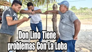 Hoy Cuando Don Lino Puso Mano Dura Con El Lobo|Esta Bronca Se Puso Grueso